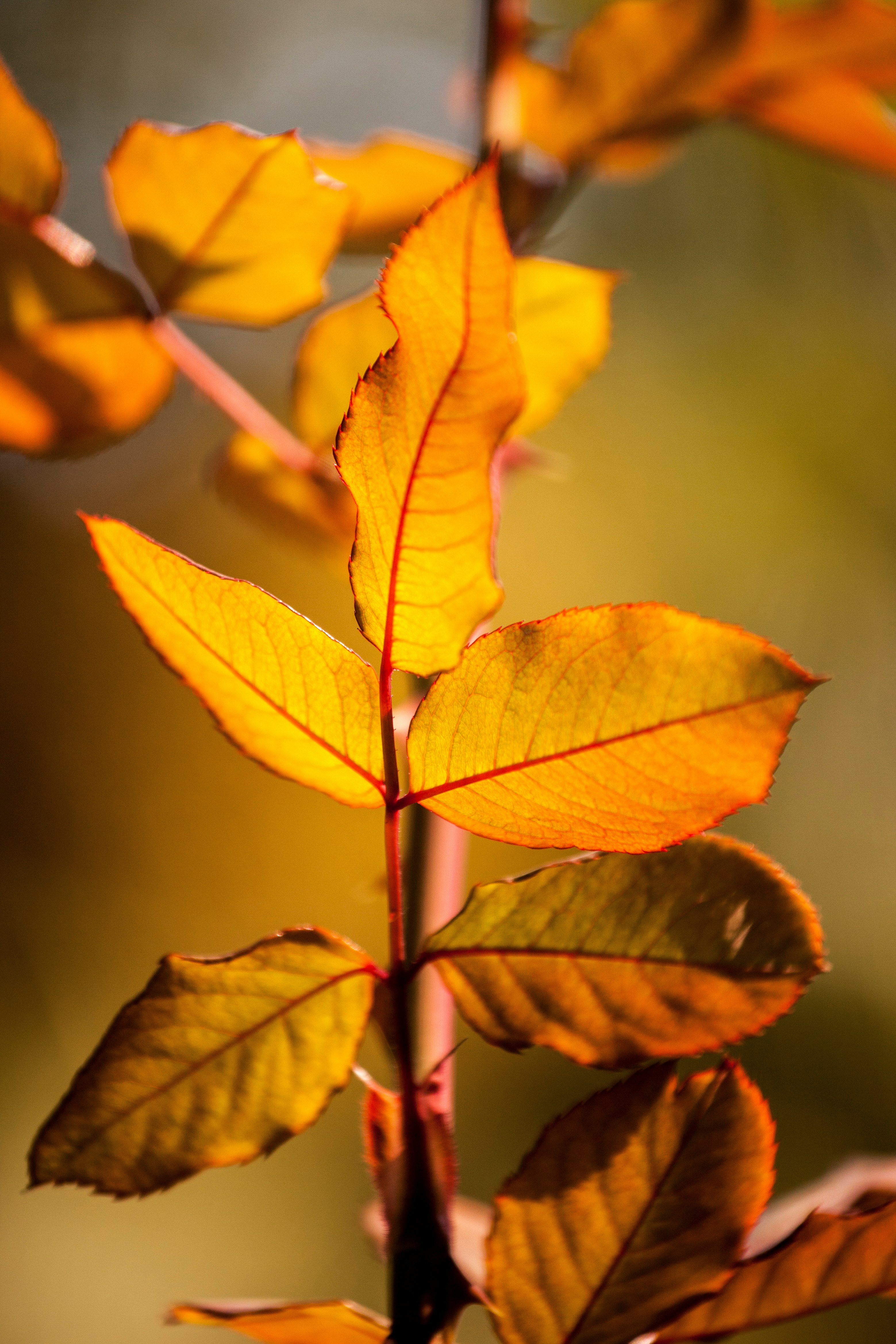 yellow and green leaves in tilt shift lens